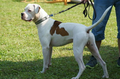 Low section of dog standing on field