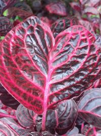 Close-up of plant