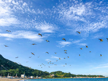 Flock of birds flying in sky