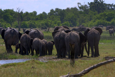 Herd of elephants on grassy field
