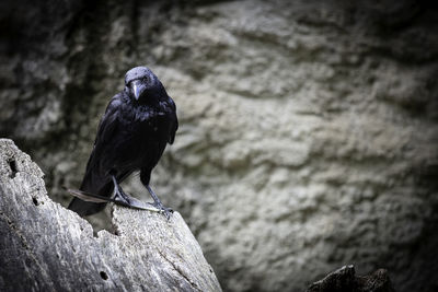 Close-up of bird perching on rock