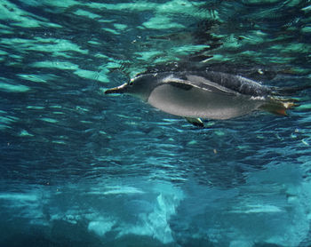 Jellyfish swimming in sea