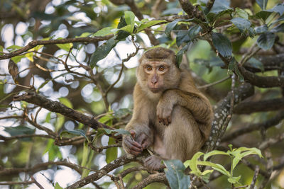 Low angle view of monkey sitting on tree