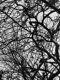 Low angle view of bare trees against sky