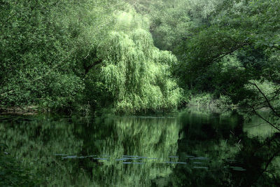 Reflection of trees in lake