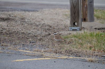 Upclose with a killdeer 