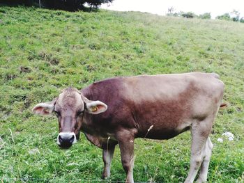 Cow standing in field