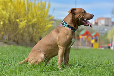 Close-up of a dog on field