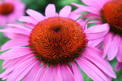 Close-up of pink flower