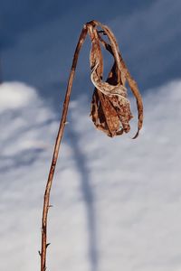 Close-up of dried plant against sky