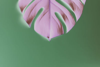 Close-up of pink flower