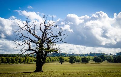 Tree on field against sky