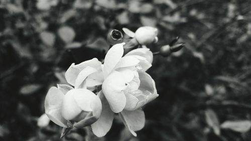 Close-up of white flowers blooming outdoors