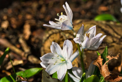 Close-up of white flowering plant on field