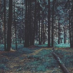 Trees in forest