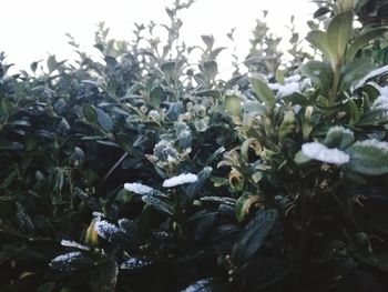 Close-up of snow on field