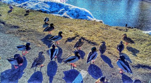 High angle view of birds on beach