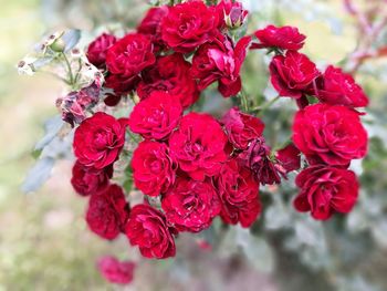 Close-up of red flowers