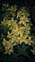 High angle view of yellow flowering plant