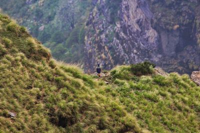 Scenic view of landscape