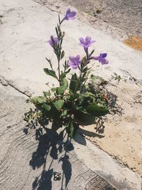 Close-up of purple flowers