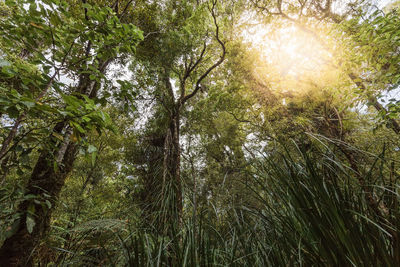 Low angle view of trees in forest against sky