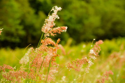 Close-up of flower plant