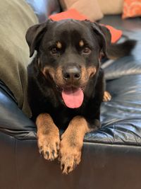 Portrait of black dog relaxing on sofa
