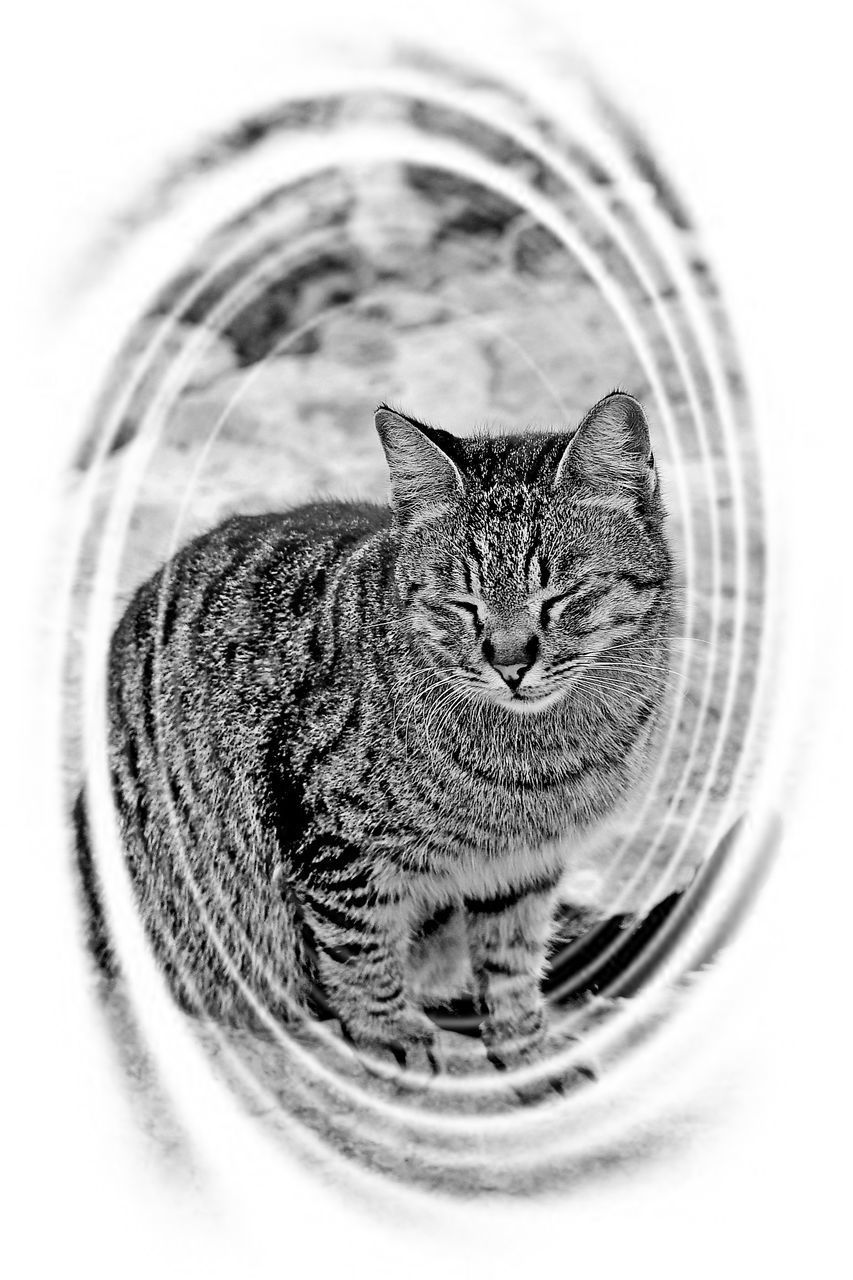 PORTRAIT OF CAT SITTING IN BATHTUB