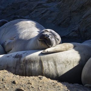 High angle view of sea lion on water