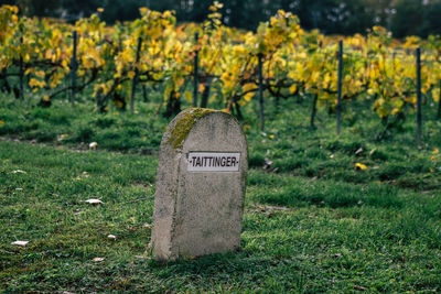 View of cemetery on field