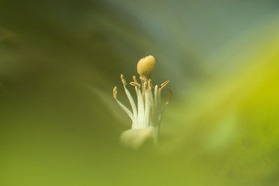 Close-up of flowering plant