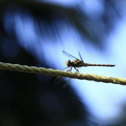 Close-up of insect on plant