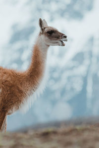 Guanaco standing on land