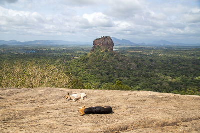 View of a sheep on landscape