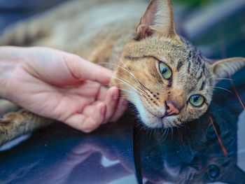 Close-up of hand holding cat