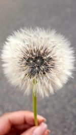 Close-up of hand holding dandelion