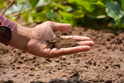 Close-up of hand holding plant