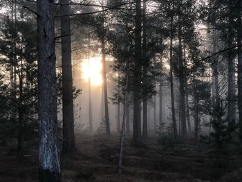 Sunlight streaming through trees in forest