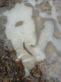 High angle view of lizard on rock