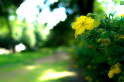 Close-up of yellow flowering plant growing in park