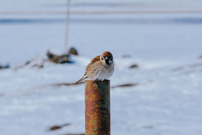 Close-up of bird perching on wood during winter