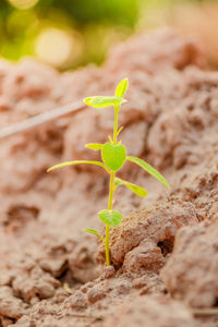 Close-up of small plant growing on field