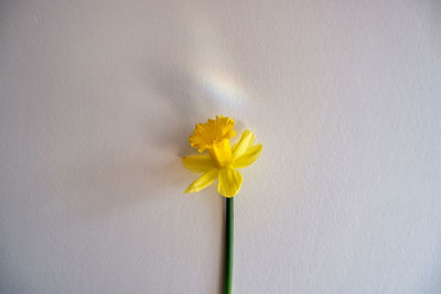 Close-up of yellow flower against wall