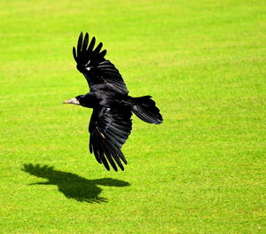 Close-up of bird flying over grass