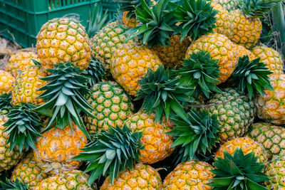 Pineapple pineapples for sale