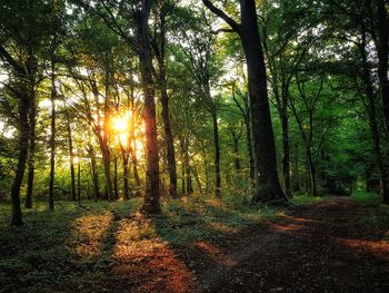 Trees in forest