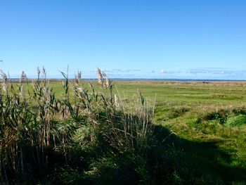 Scenic view of field against clear blue sky