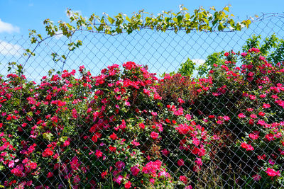 Flowering plants by fence against sky