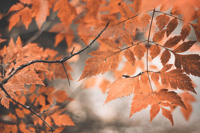 Autumn scene with orange leaves and blurred brown branches